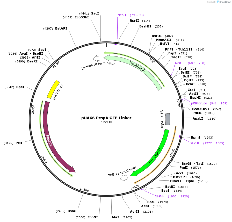 105604-plasmid-map-sequence-id-205131