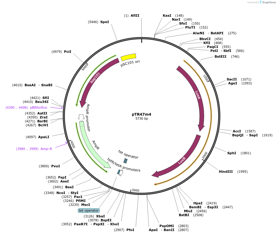 104068-plasmid-map-sequence-id-205132