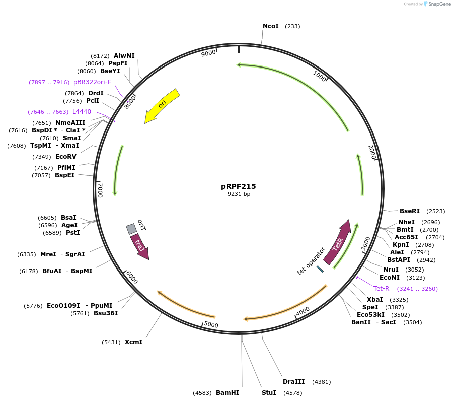 106377-plasmid-map-sequence-id-205135