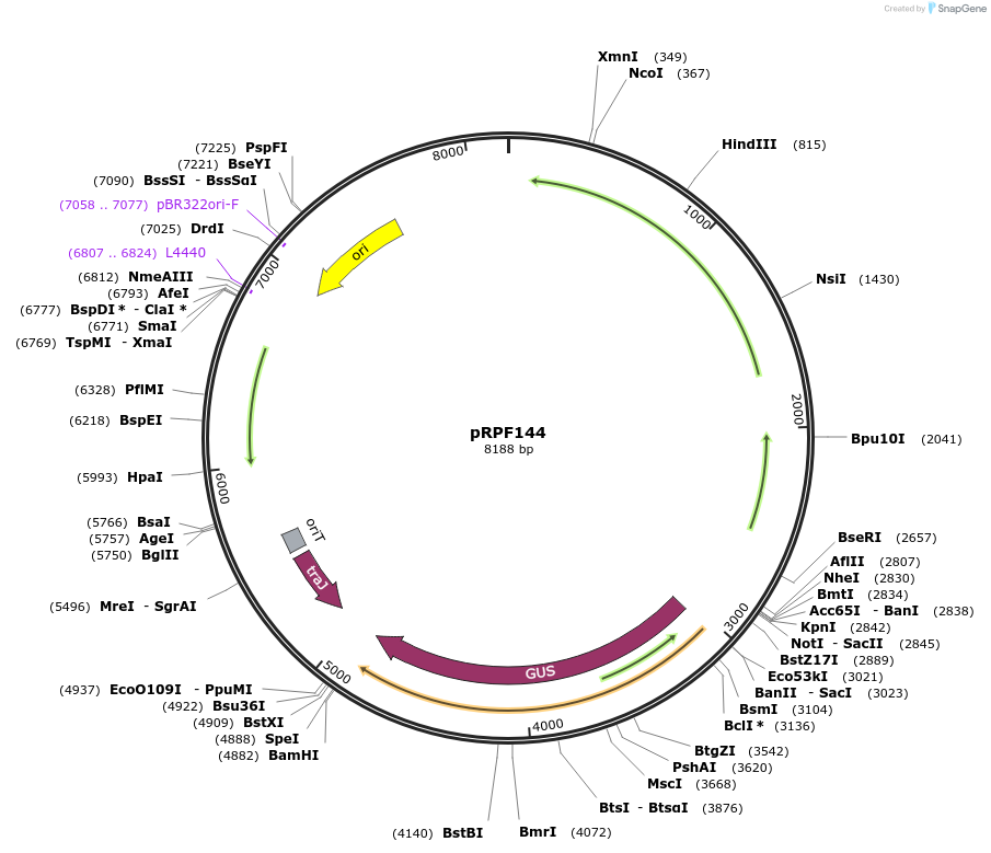 106372-plasmid-map-sequence-id-205145