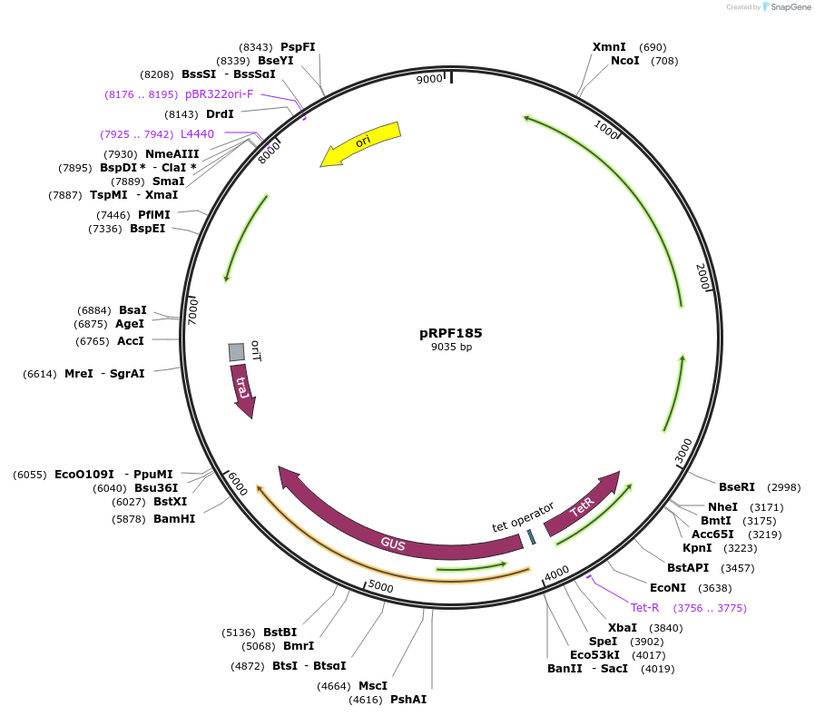 106367-plasmid-map-sequence-id-205146