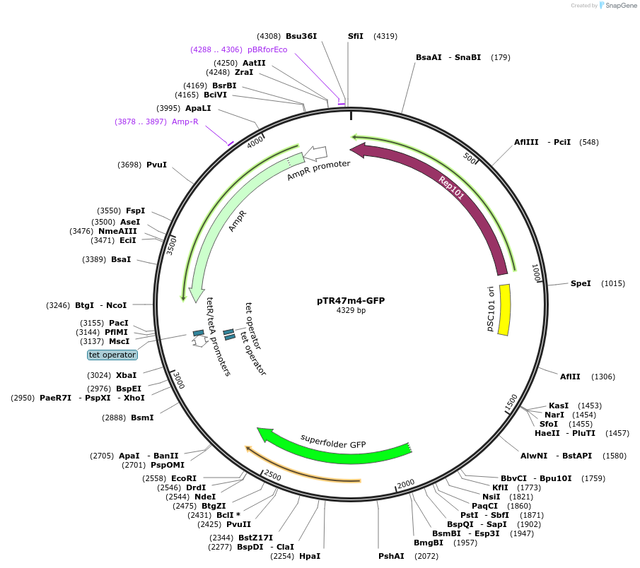 102436-plasmid-map-sequence-id-205153