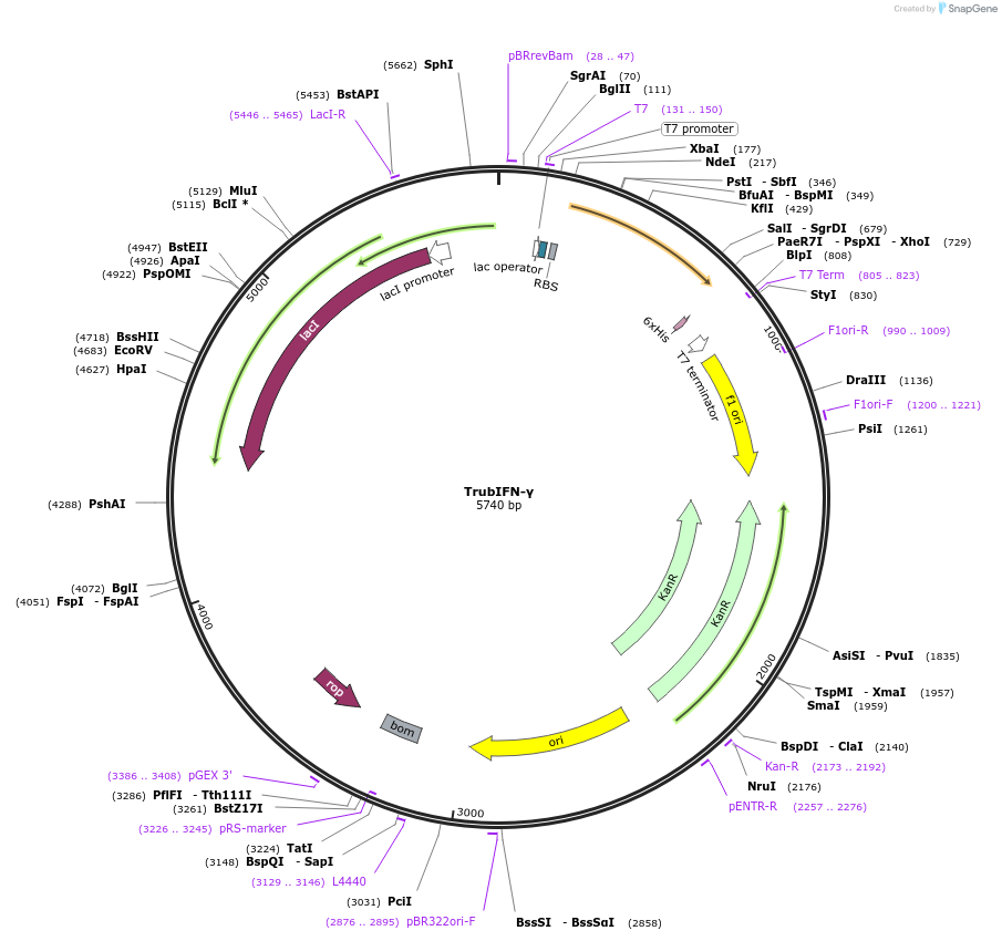107288-plasmid-map-sequence-id-205156