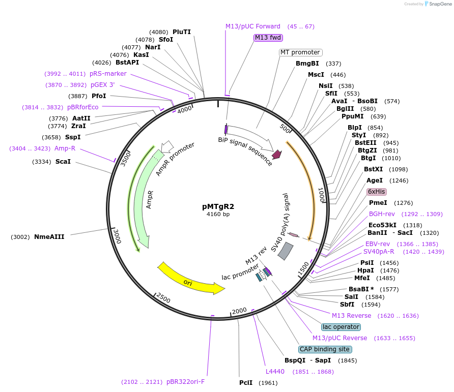 107286-plasmid-map-sequence-id-205173