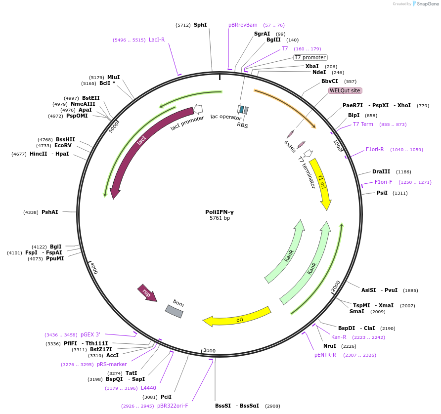 107289-plasmid-map-sequence-id-205175