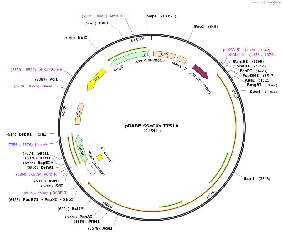 107142-plasmid-map-sequence-id-205177