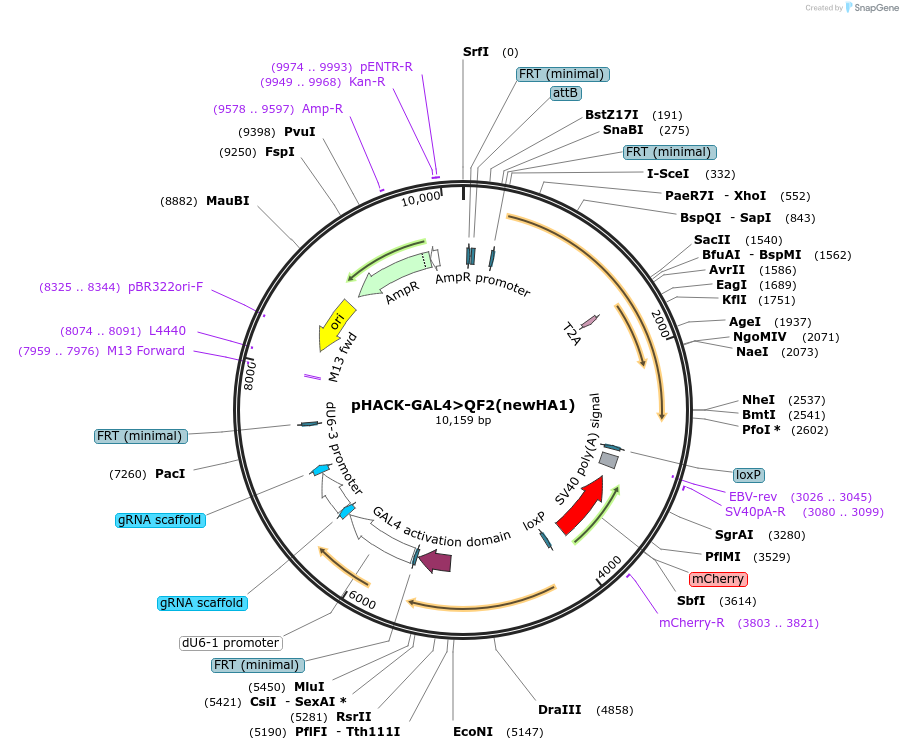 104873-plasmid-map-sequence-id-205205