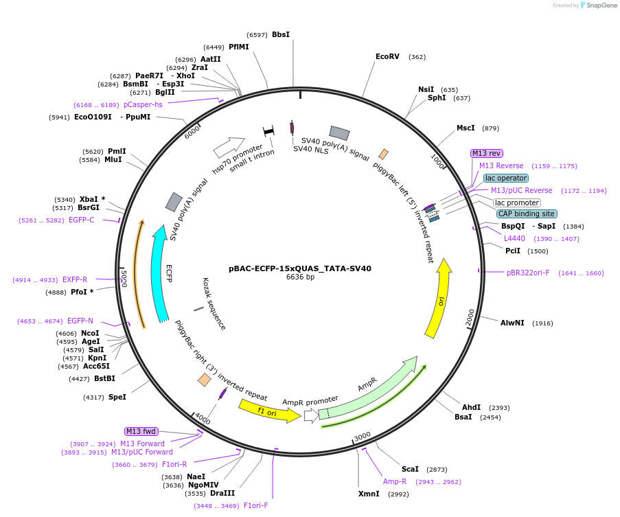 104875-plasmid-map-sequence-id-205211