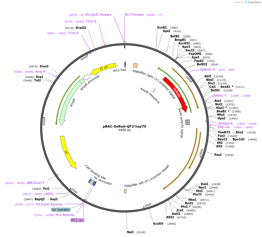 104876-plasmid-map-sequence-id-205214