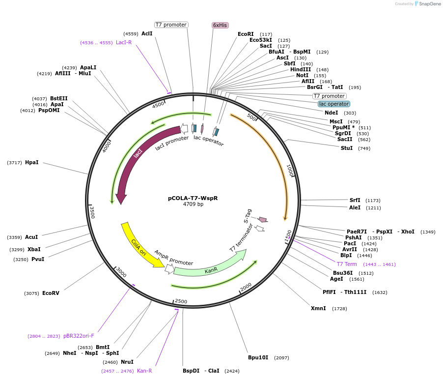 79162-plasmid-map-sequence-id-205218