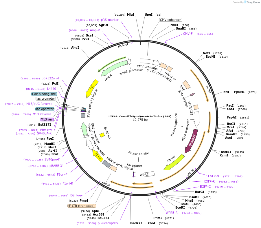 104116-plasmid-map-sequence-id-205264