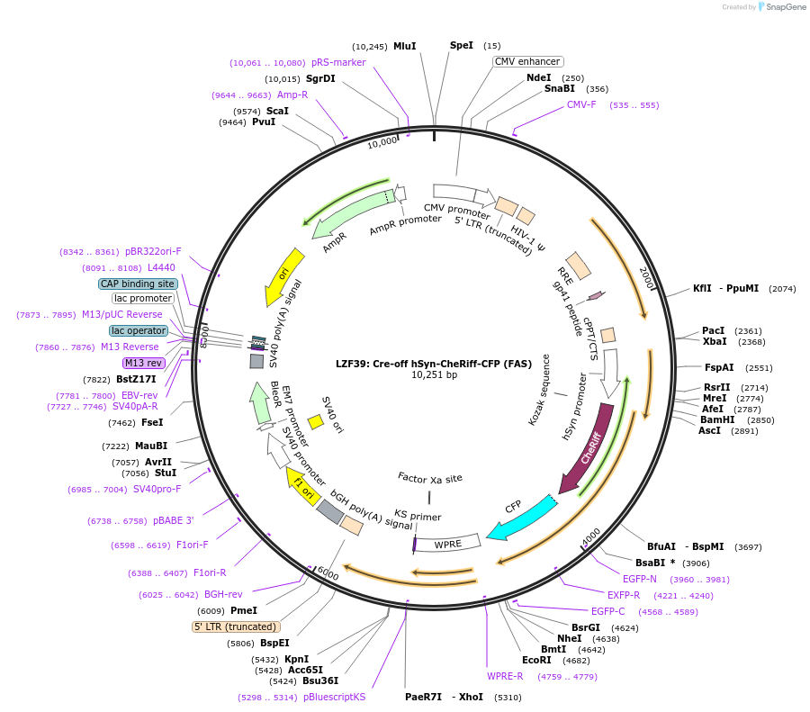 104118-plasmid-map-sequence-id-205268
