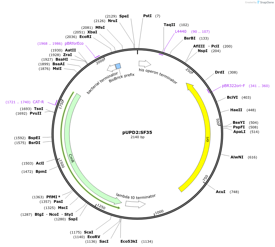 106216-plasmid-map-sequence-id-205274