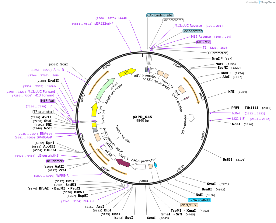 107144-plasmid-map-sequence-id-205294