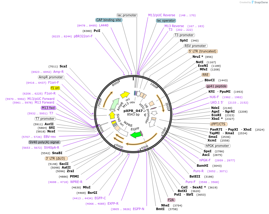 107145-plasmid-map-sequence-id-205295