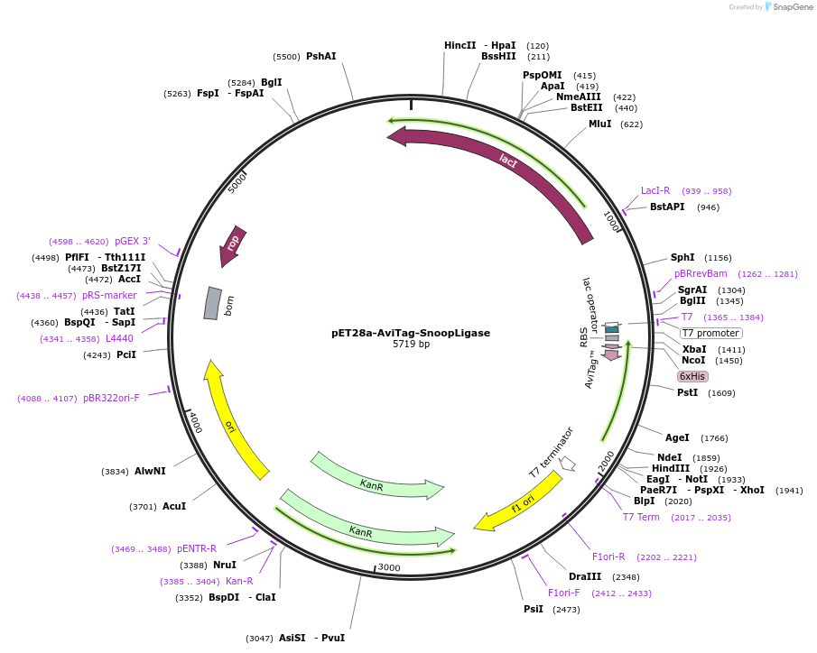 105626-plasmid-map-sequence-id-205296