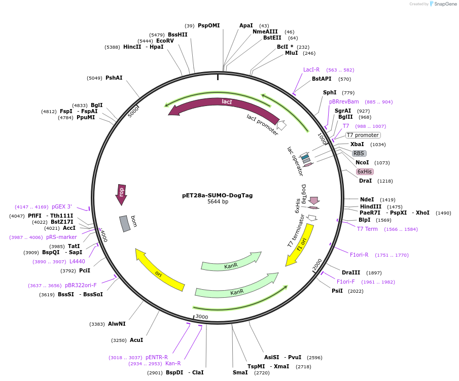 105629-plasmid-map-sequence-id-205298