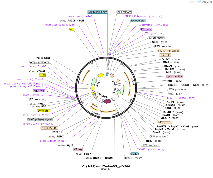 107176-plasmid-map-sequence-id-205300