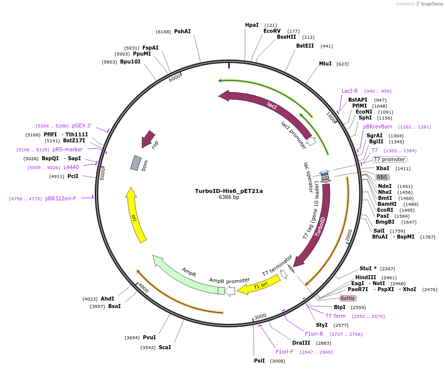 107177-plasmid-map-sequence-id-205302