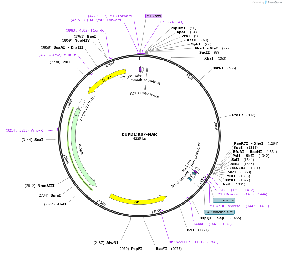 106212-plasmid-map-sequence-id-205304
