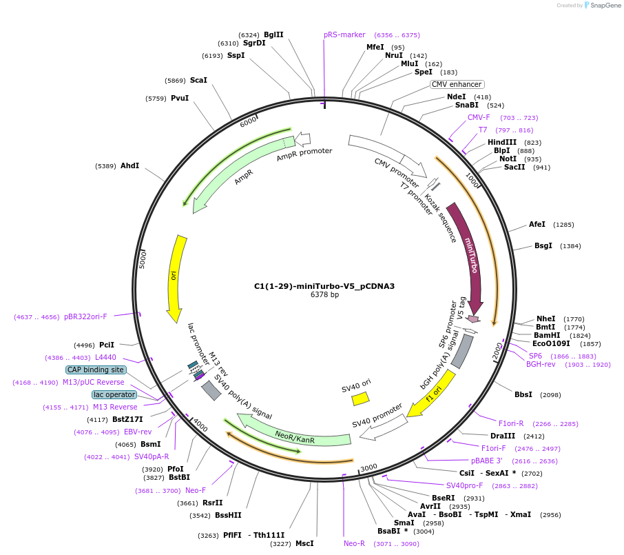 107174-plasmid-map-sequence-id-205307