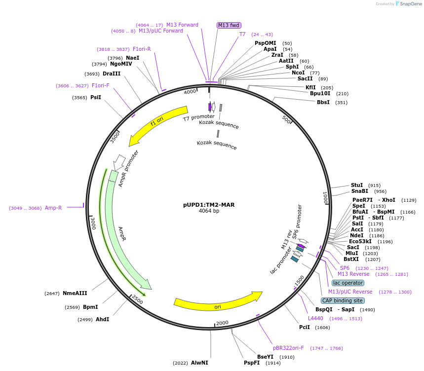 106214-plasmid-map-sequence-id-205308