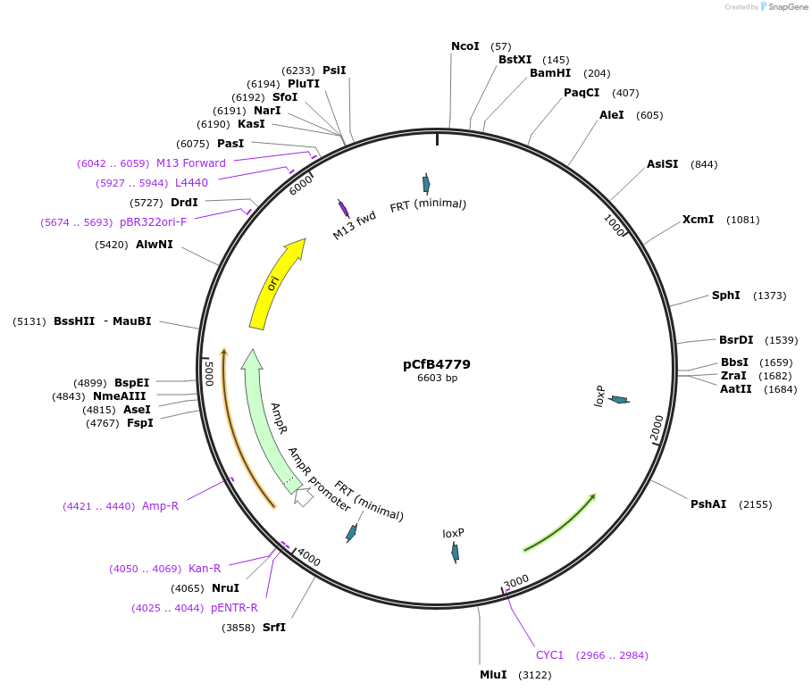 106145-plasmid-map-sequence-id-205312