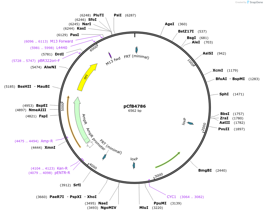 106142-plasmid-map-sequence-id-205316