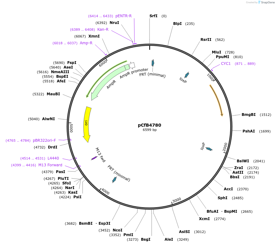 106143-plasmid-map-sequence-id-205317