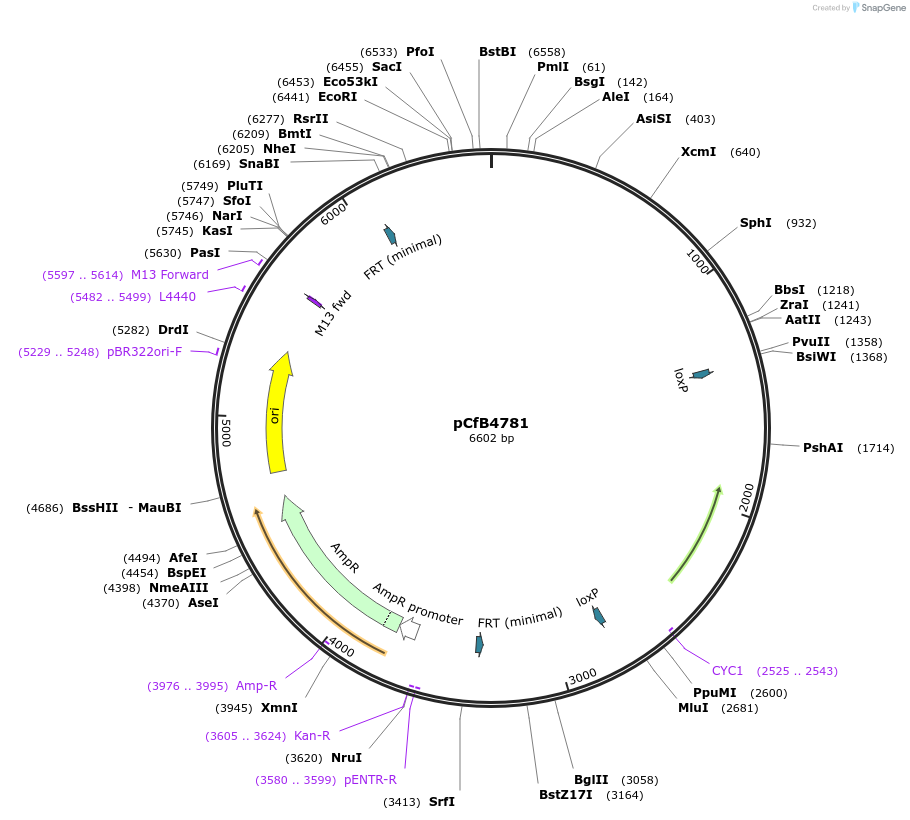 106140-plasmid-map-sequence-id-205320