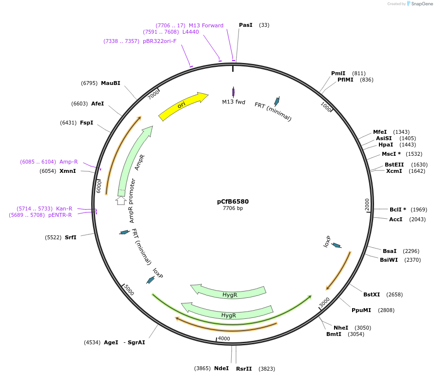 106136-plasmid-map-sequence-id-205321