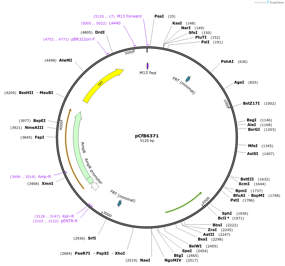 106153-plasmid-map-sequence-id-205323
