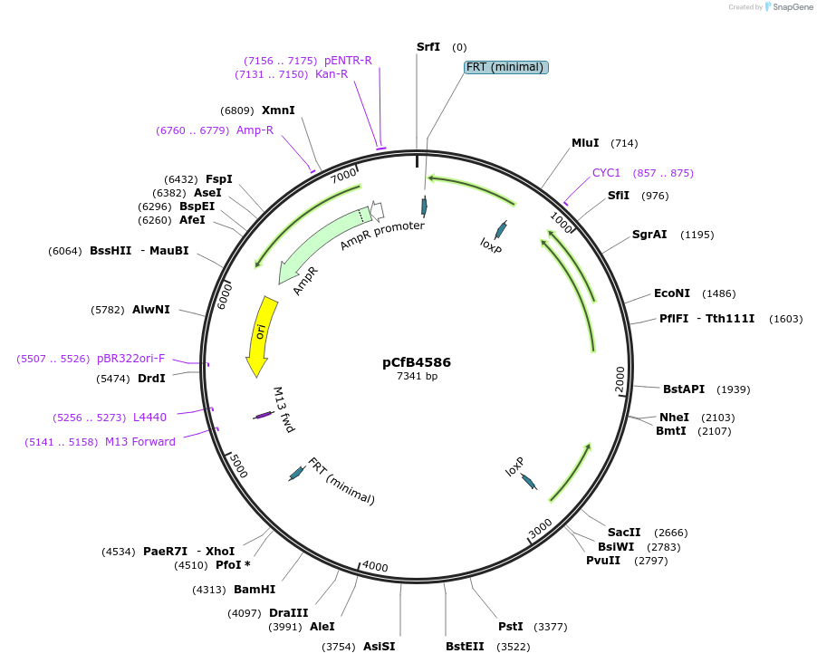 106124-plasmid-map-sequence-id-205325