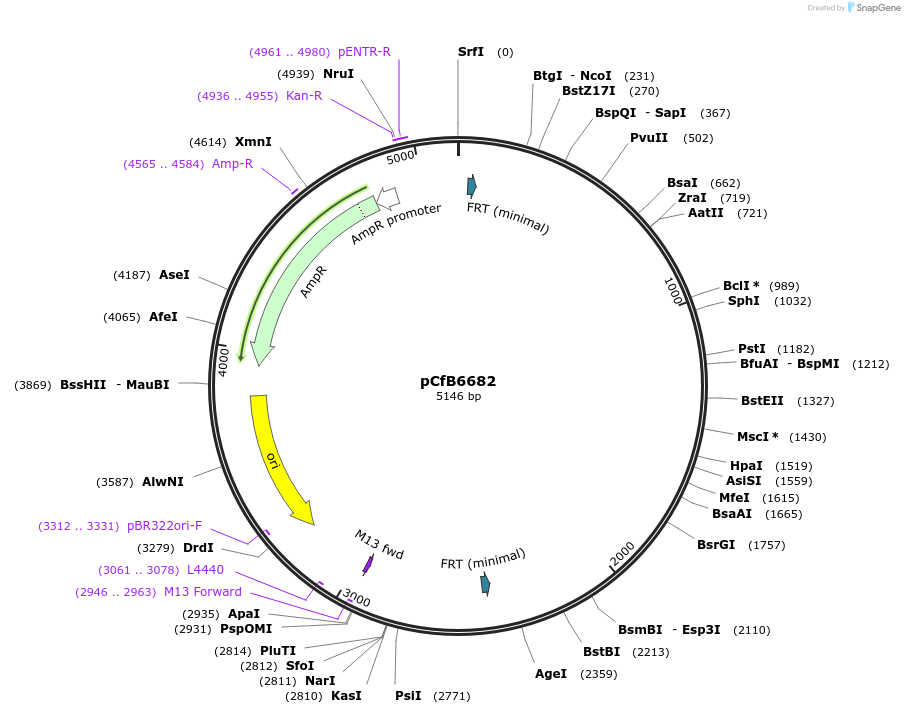 106152-plasmid-map-sequence-id-205326