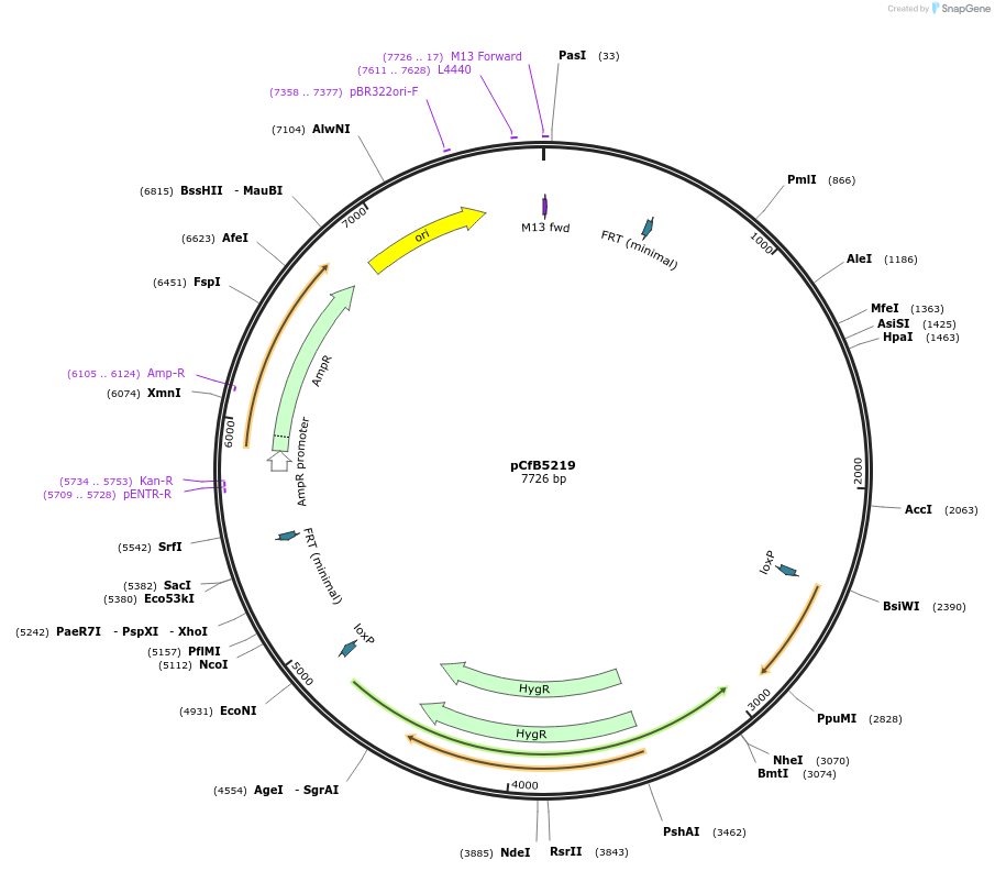 106135-plasmid-map-sequence-id-205328