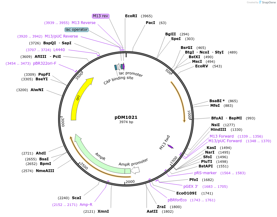 108978-plasmid-map-sequence-id-205358