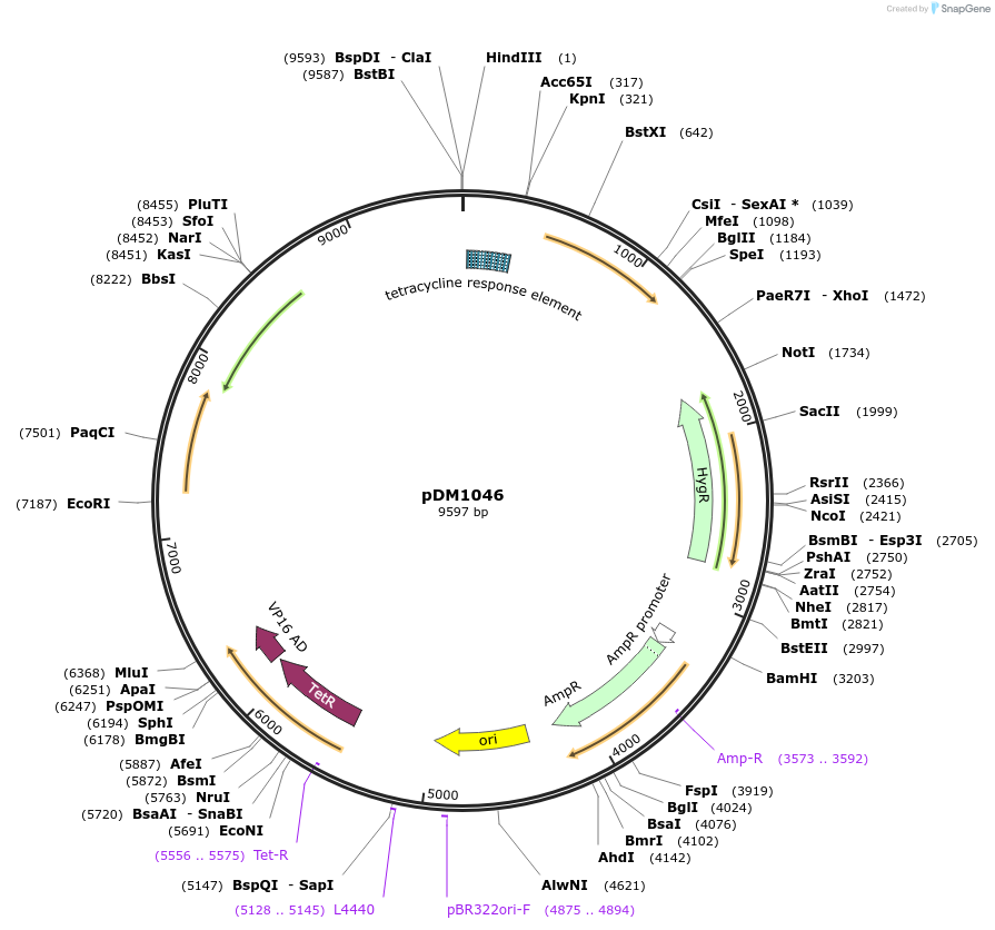 108989-plasmid-map-sequence-id-205369