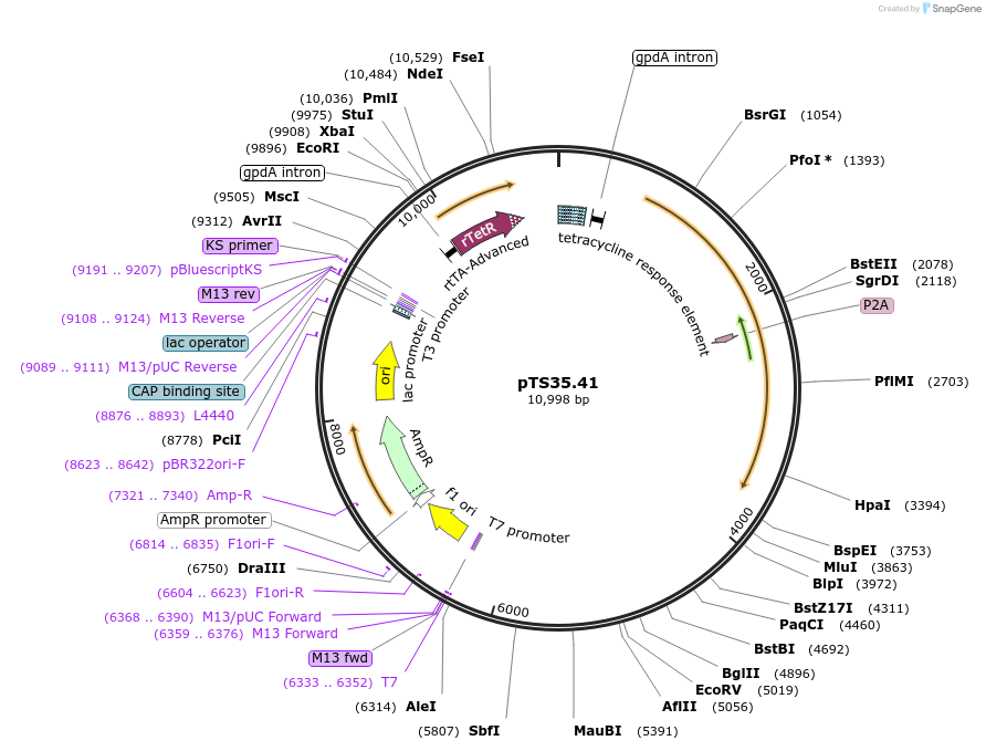 106263-plasmid-map-sequence-id-205420