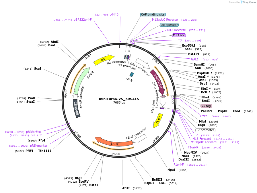 107168-plasmid-map-sequence-id-205447