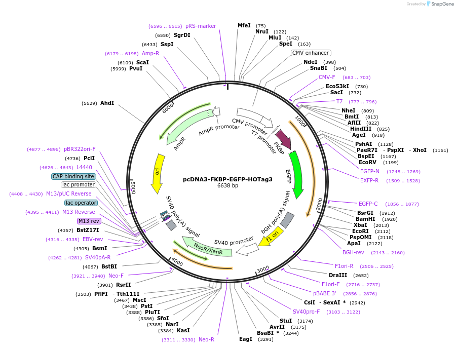 106924-plasmid-map-sequence-id-205449