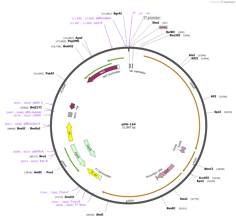 104635-plasmid-map-sequence-id-205461