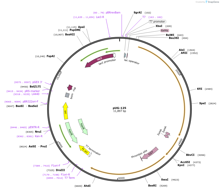 104636-plasmid-map-sequence-id-205462