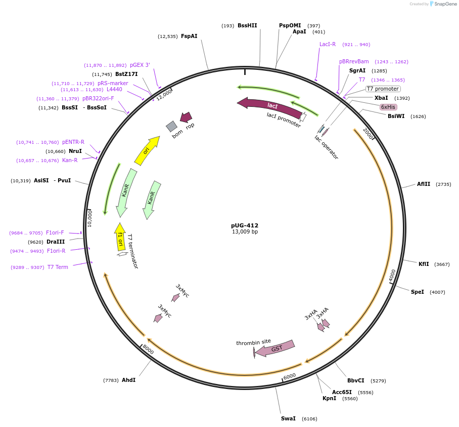 104638-plasmid-map-sequence-id-205464