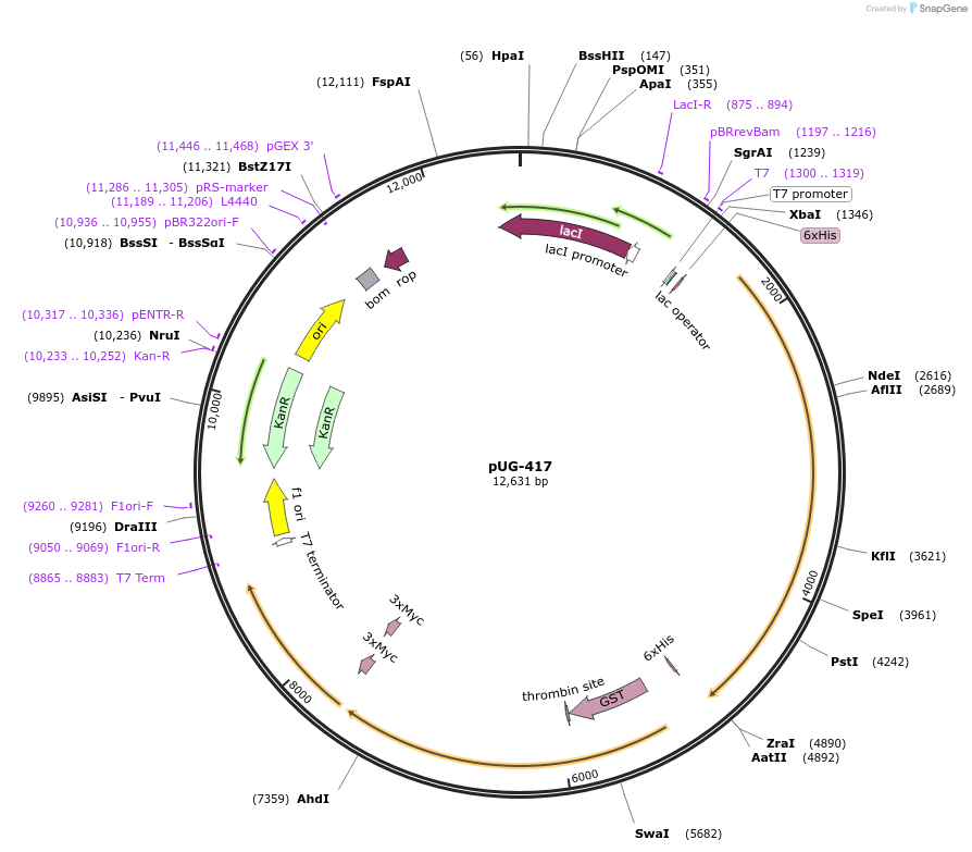 104640-plasmid-map-sequence-id-205466