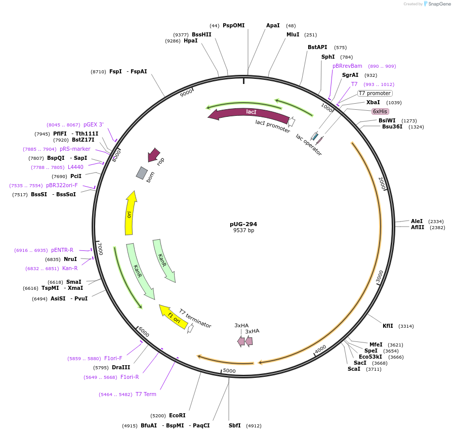 104723-plasmid-map-sequence-id-205470