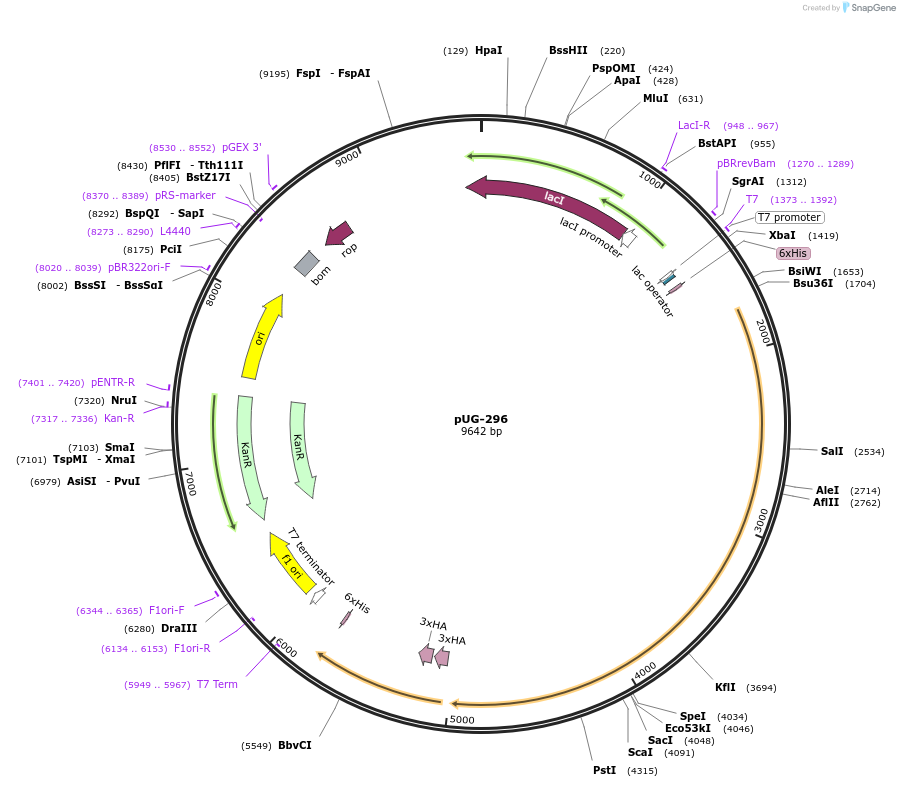 104724-plasmid-map-sequence-id-205471