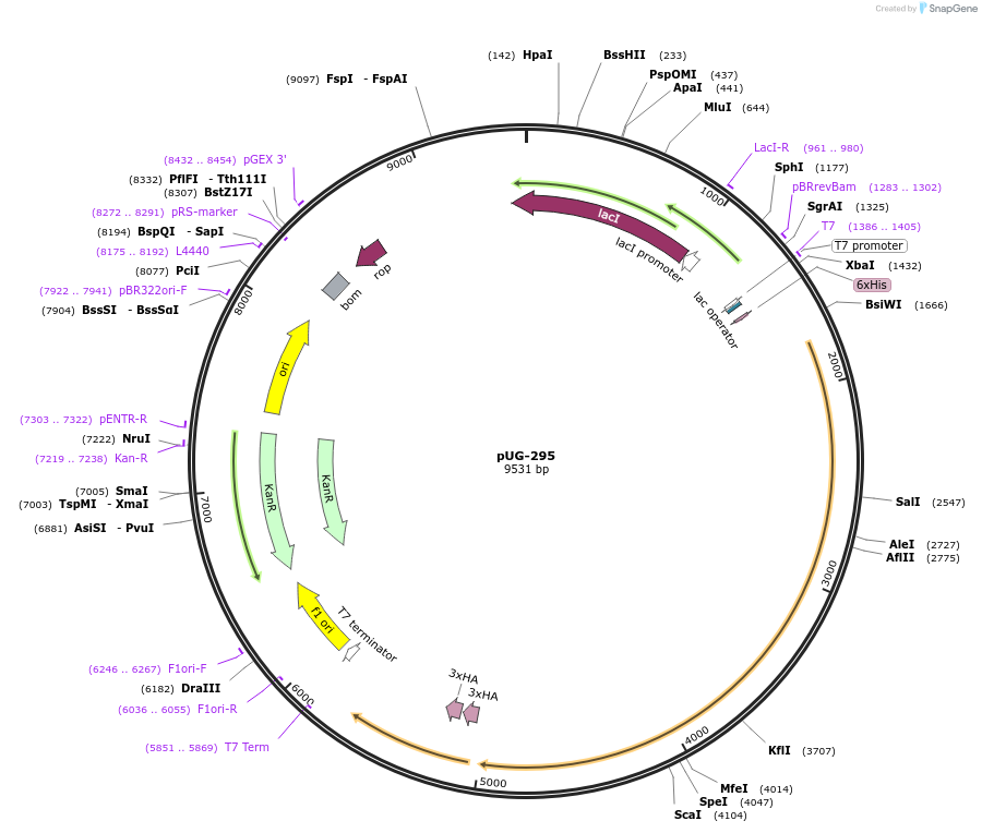 104725-plasmid-map-sequence-id-205472