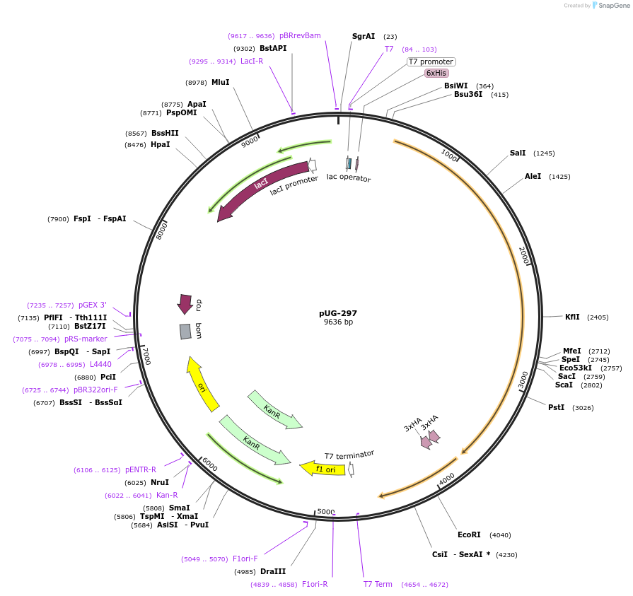 104726-plasmid-map-sequence-id-205473