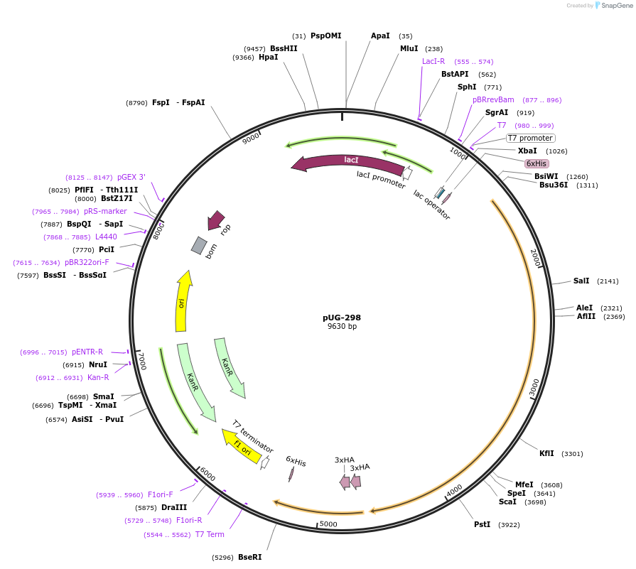 104727-plasmid-map-sequence-id-205474