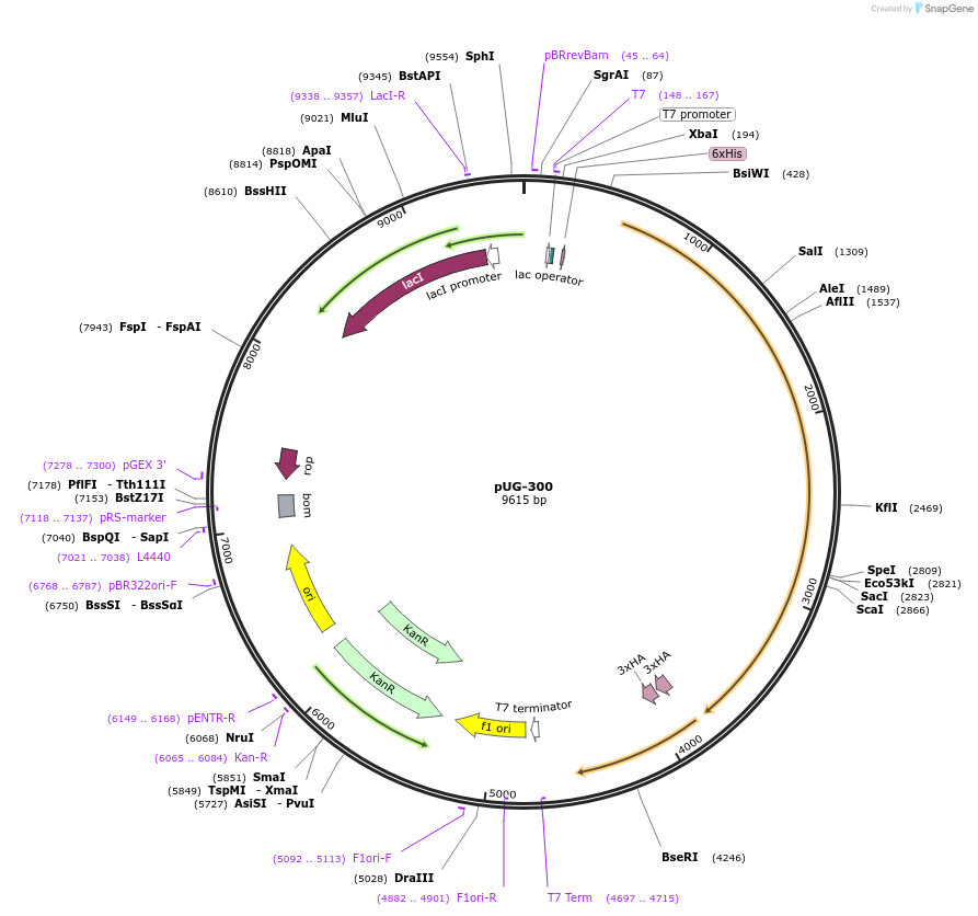 104729-plasmid-map-sequence-id-205475